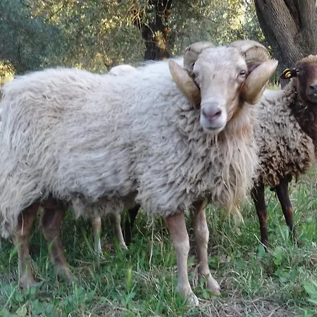 Casa Ribellino Prázdninový dům Campiglia Marittima